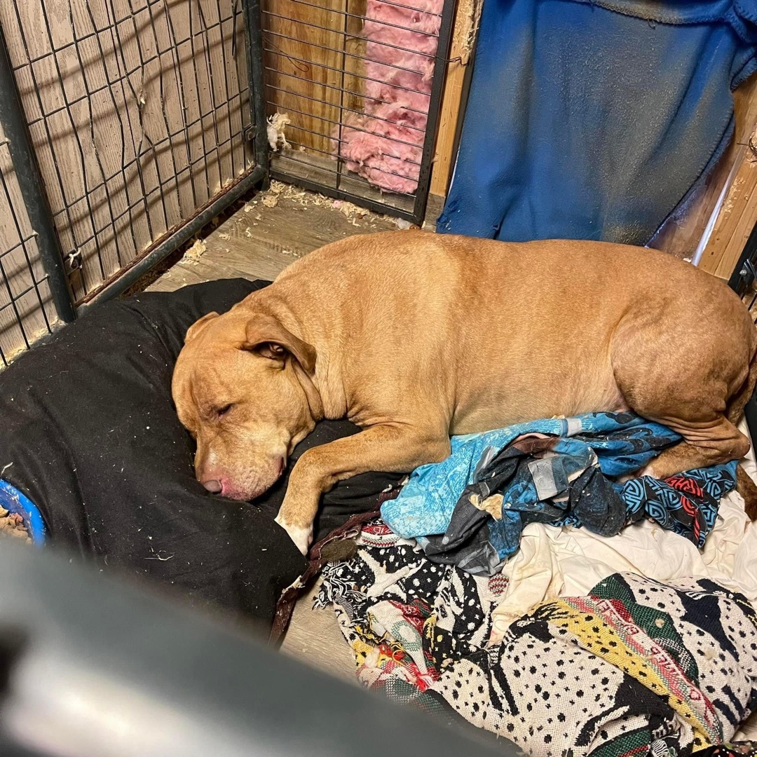 Mojo, a Adoptable mixed breed in Elizabeth, WV image 2/11