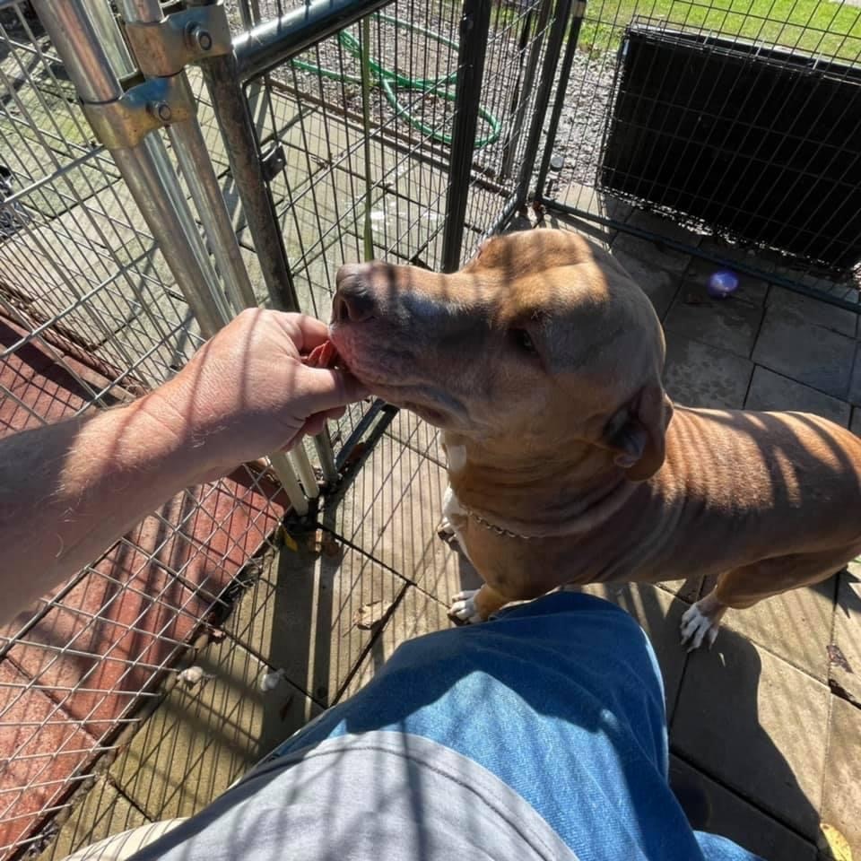 Mojo, Adoptable, Senior Male American Staffordshire Terrier & Labrador Retriever.
