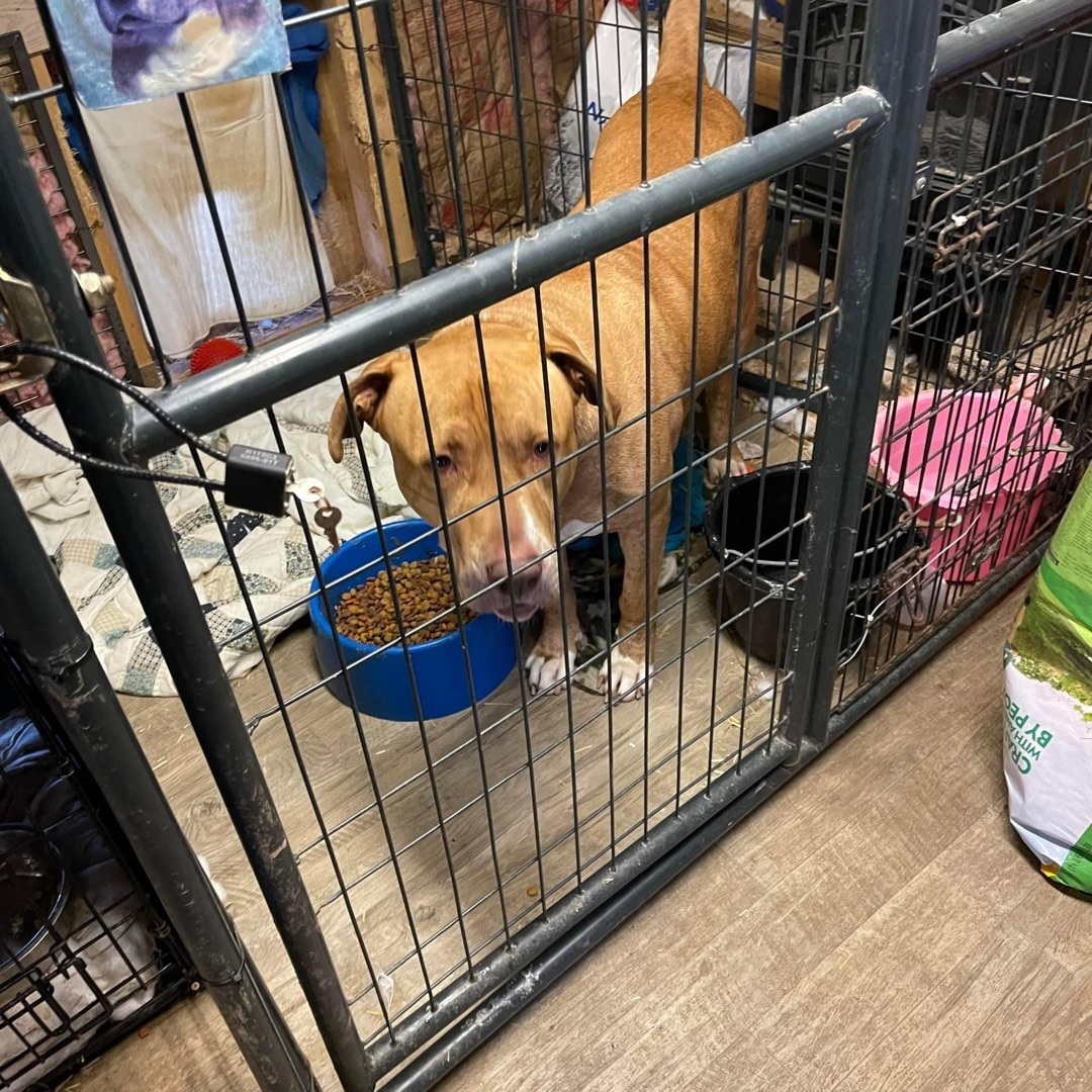 Mojo, a Adoptable mixed breed in Elizabeth, WV image 4/11