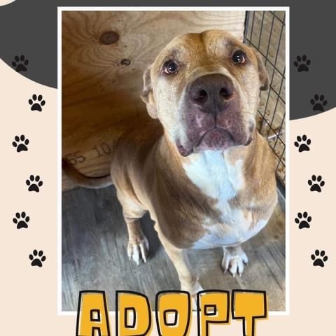 Mojo, Senior Male American Staffordshire Terrier