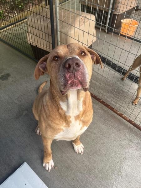 Mojo, a Adoptable mixed breed in Elizabeth, WV image 6/11