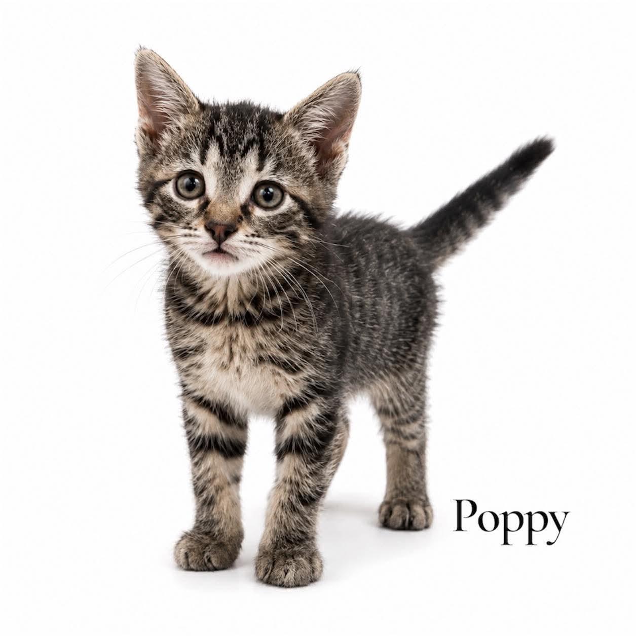 Enlarge Poppy, a Adoptable Domestic Short Hair in Stevensville, MI image 1/1