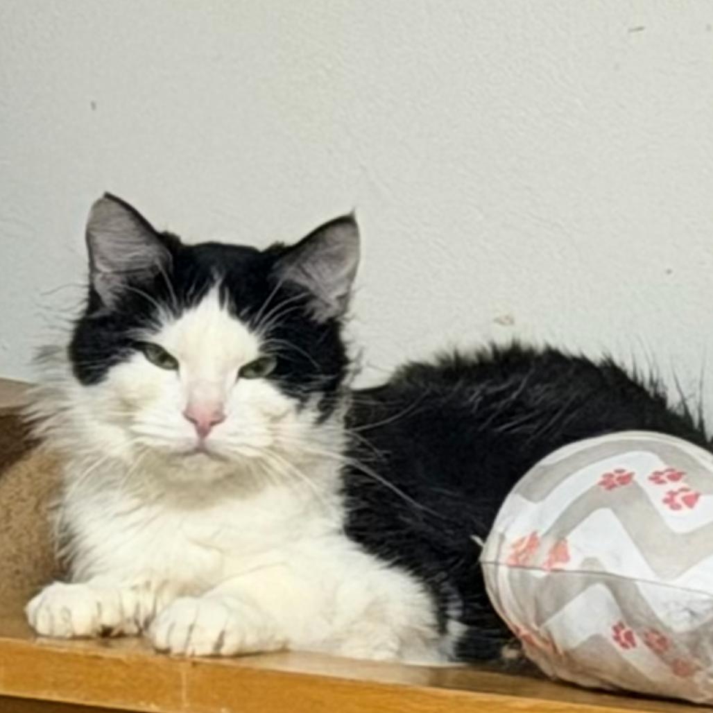 Enlarge Oreo, a Adoptable Domestic Medium Hair in Grantsville, UT image 1/1