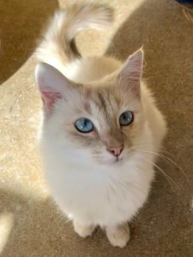 Dutchess, Adopted, Adult Female Siamese.