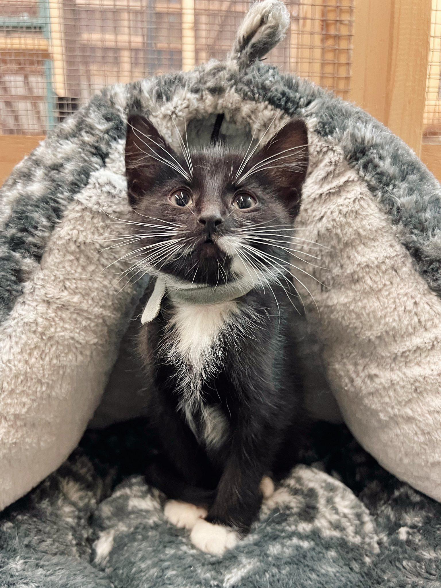 Enlarge Sullivan, a Adoptable Domestic Short Hair in Peace River, AB image 1/1