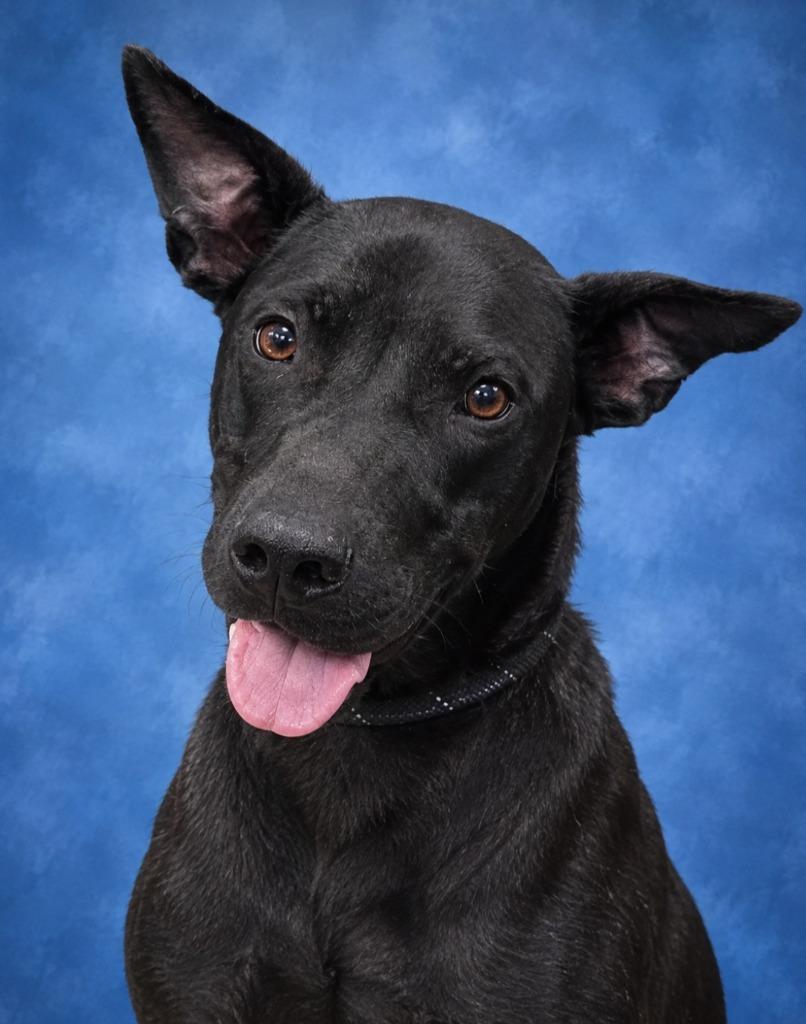 Bruno, Adoptable, Puppy Male Black Labrador Retriever & Australian Cattle Dog / Blue Heeler.