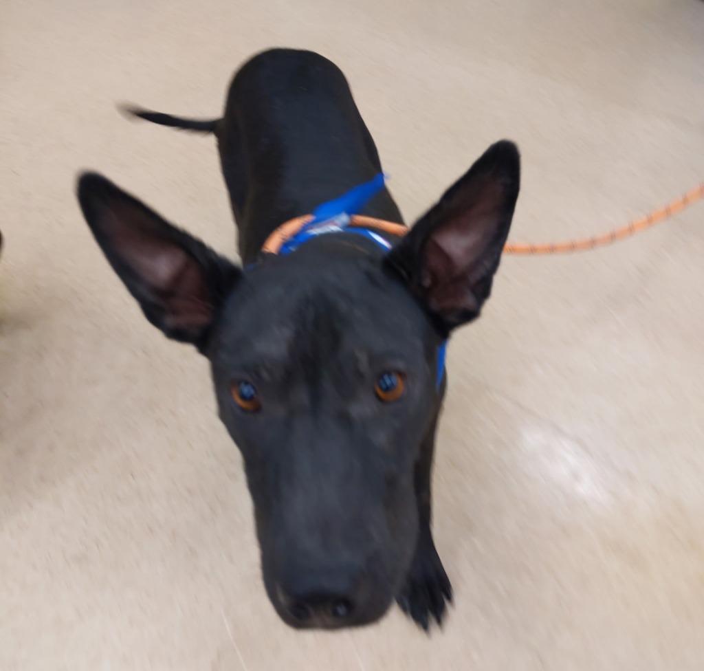 Bruno, Adoptable, Puppy Male Black Labrador Retriever & Australian Cattle Dog / Blue Heeler.