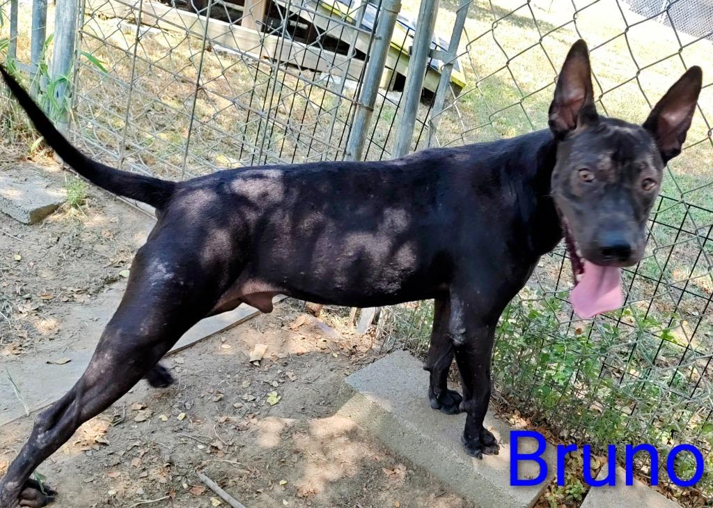 Bruno, a Adoptable mixed breed in Mena, AR image 2/3