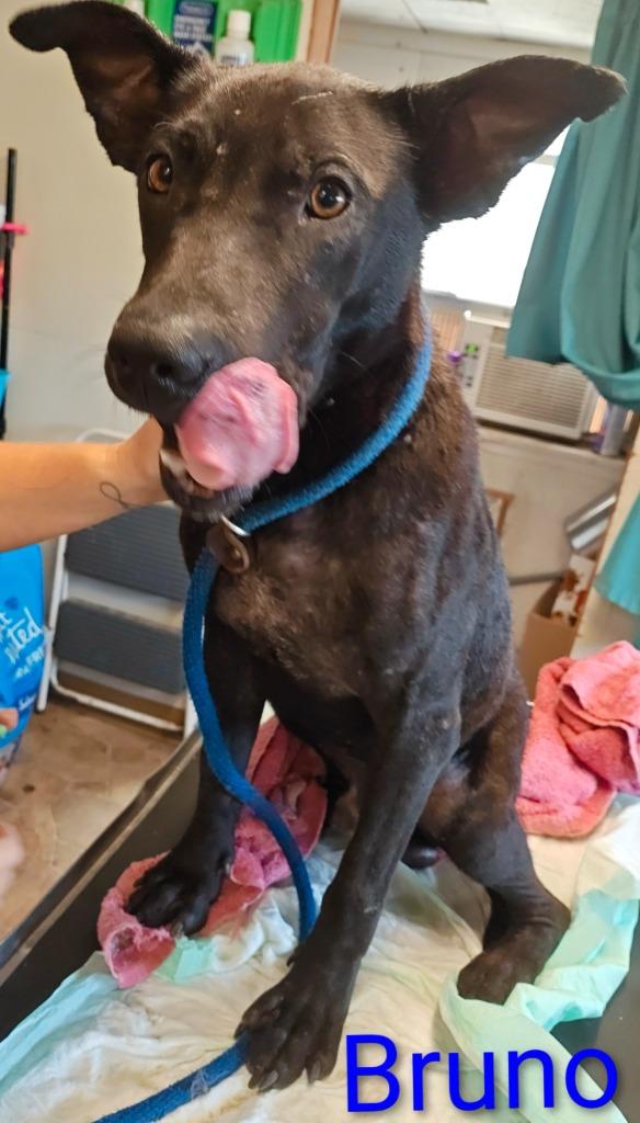 Bruno, Adoptable, Puppy Male Black Labrador Retriever & Australian Cattle Dog / Blue Heeler.