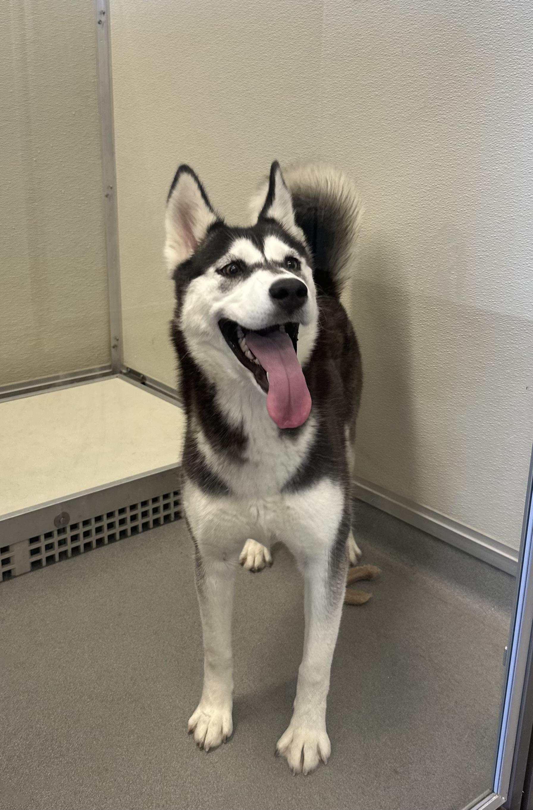 Enlarge Daisy #4483 (403), a Adoptable Husky in Victorville, CA image 2/2