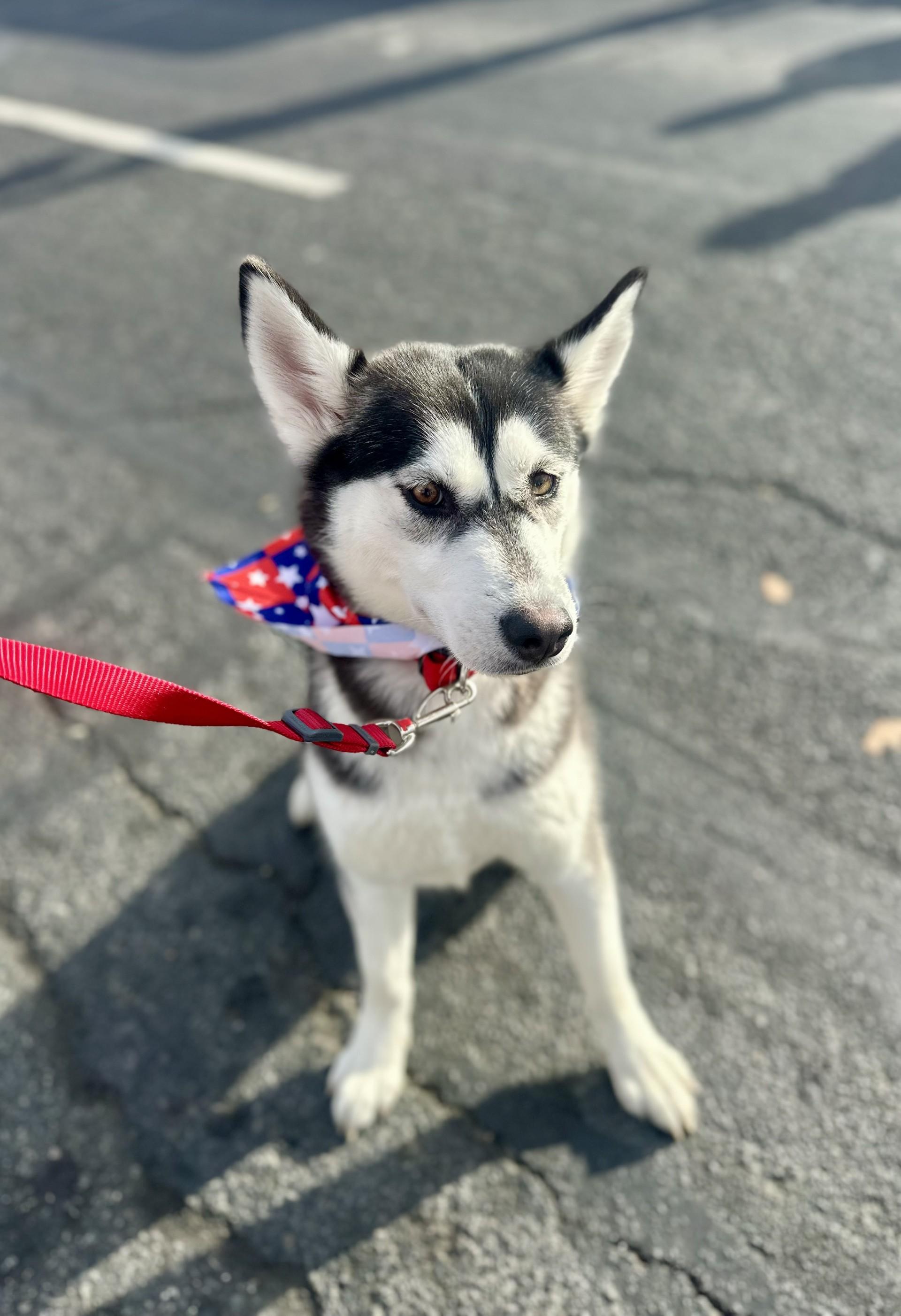 Daisy #4483 (403), Adoptable, Young Female Husky.