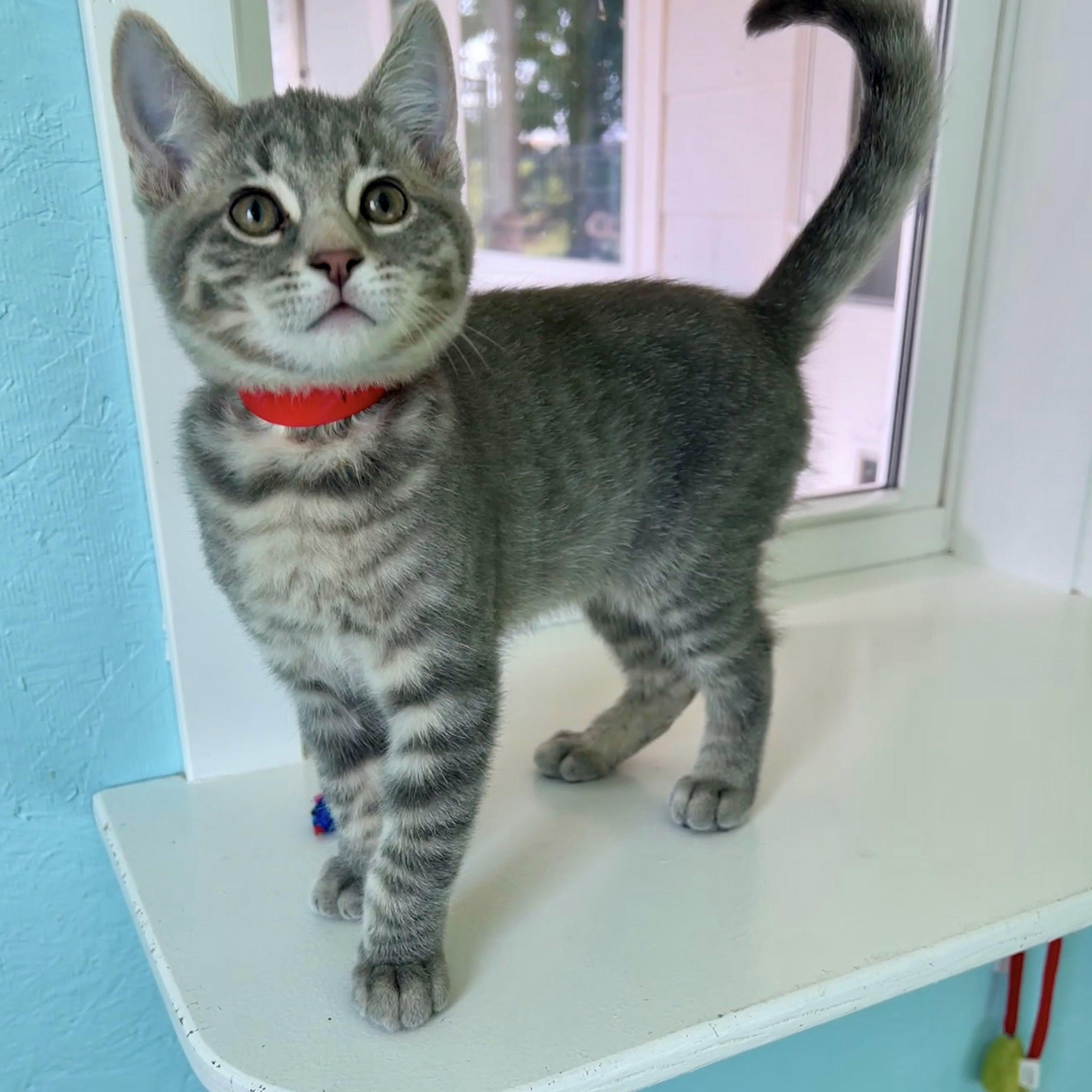 Enlarge Marty, a Adoptable Domestic Short Hair in Jamestown, ND image 1/3