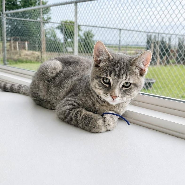 Enlarge Marty, a Adoptable Domestic Short Hair in Jamestown, ND image 2/3