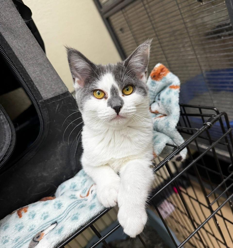 Flurry, Adoptable, Kitten Female Domestic Short Hair.