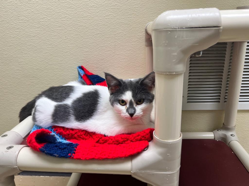 Enlarge Flurry, a Adoptable mixed breed in Shorewood, IL image 2/4