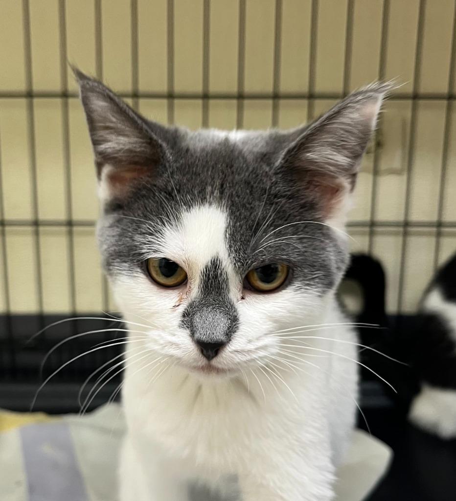 Enlarge Flurry, a Adoptable mixed breed in Shorewood, IL image 3/4