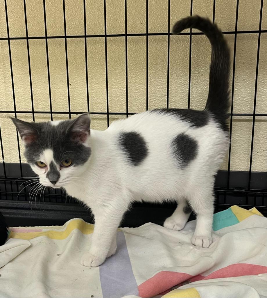 Enlarge Flurry, a Adoptable mixed breed in Shorewood, IL image 4/4