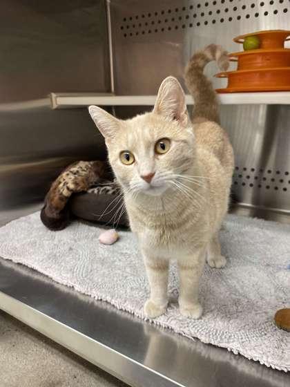 Enlarge Pooh, a Adoptable mixed breed in Fergus Falls, MN image 1/3