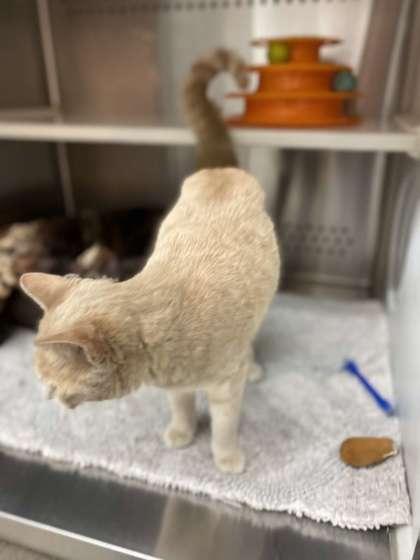 Enlarge Pooh, a Adoptable mixed breed in Fergus Falls, MN image 2/3