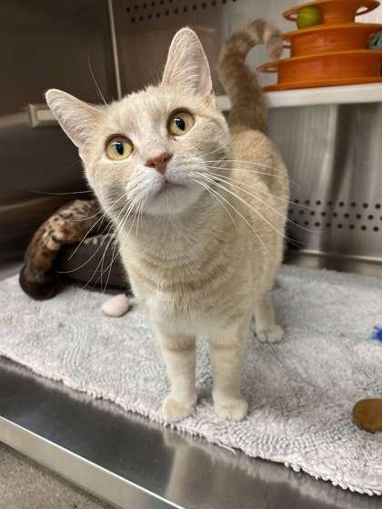 Enlarge Pooh, a Adoptable mixed breed in Fergus Falls, MN image 3/3