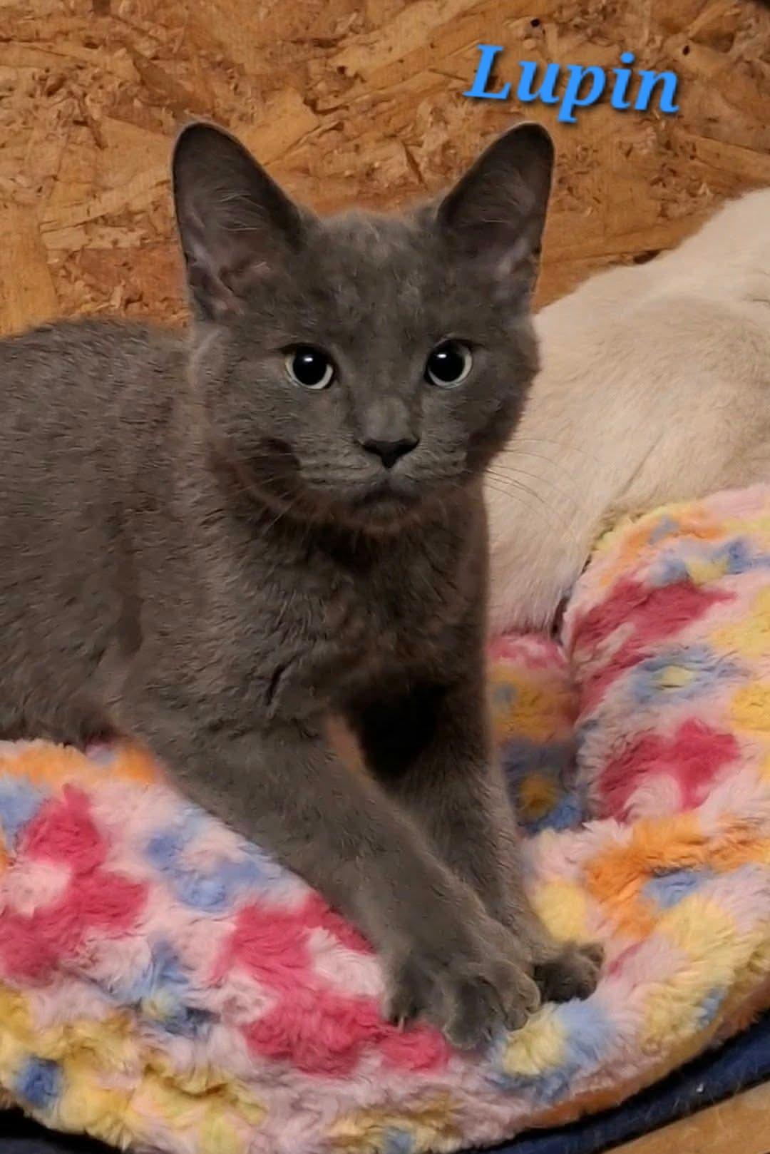Enlarge Lupin, a Adoptable mixed breed in Montreal, QC image 2/5