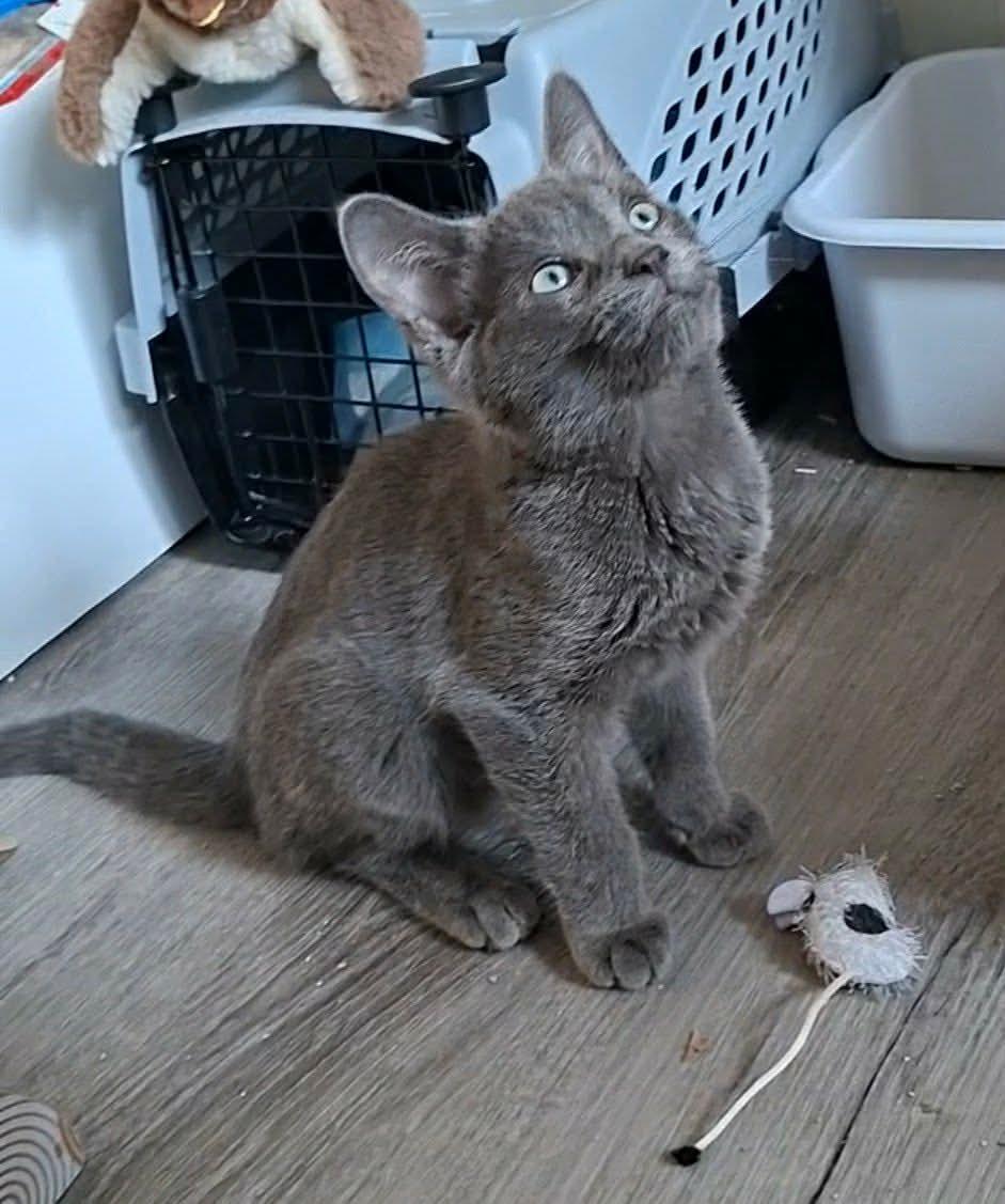 Enlarge Lupin, a Adoptable mixed breed in Montreal, QC image 4/5