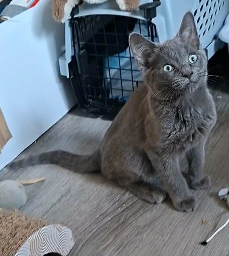 Lupin, Adoptable, Young Male Domestic Short Hair & Siamese.