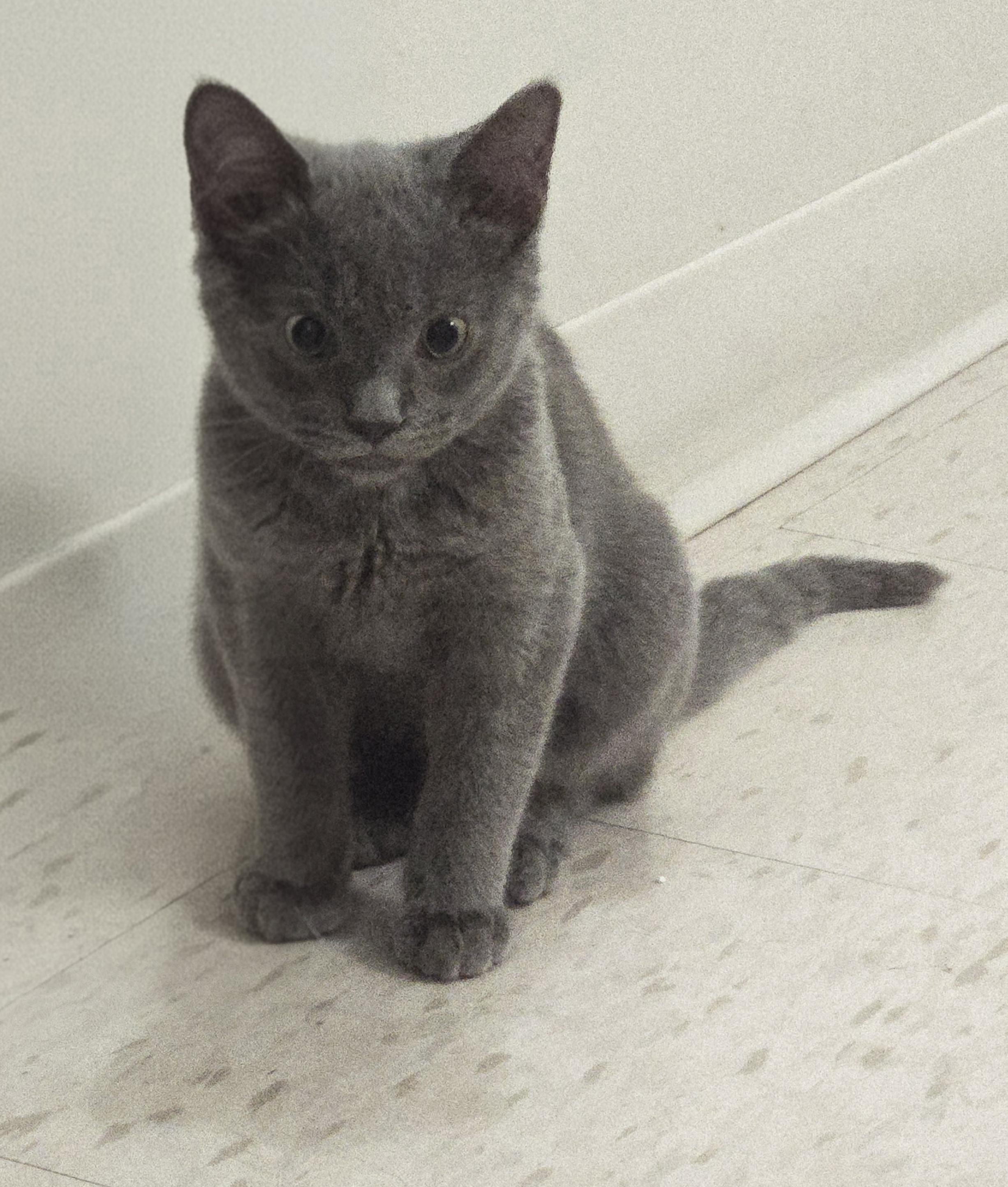 Enlarge Lupin, a Adoptable mixed breed in Montreal, QC image 5/5