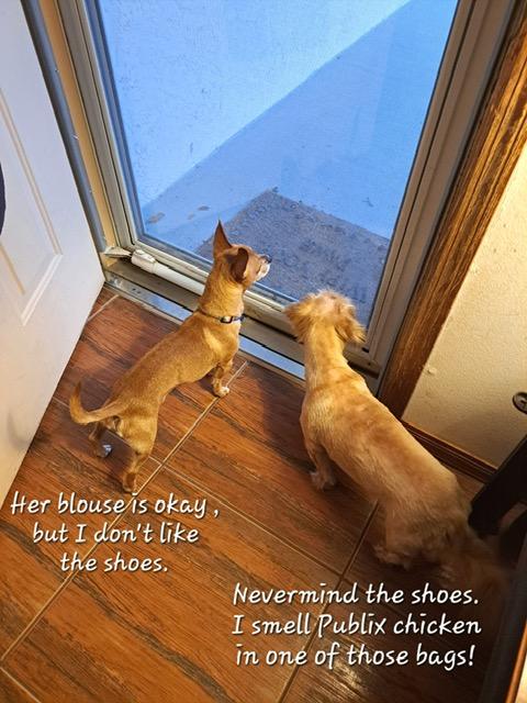 Enlarge Romi , a ADOPTABLE mixed breed in Maitland, FL image 2/3