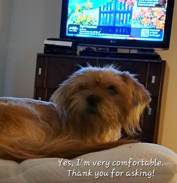 Romi , ADOPTABLE, Adult Female Shih Tzu & Yorkshire Terrier.