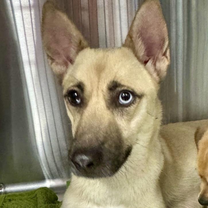 Coral, Adoptable, Young Female Shepherd & Mixed Breed.