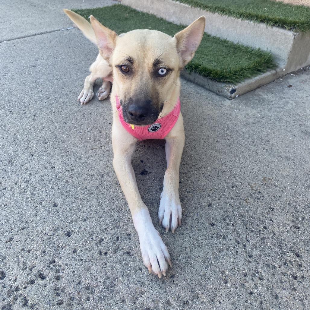 Coral, a Adoptable mixed breed in San Diego, CA image 2/6