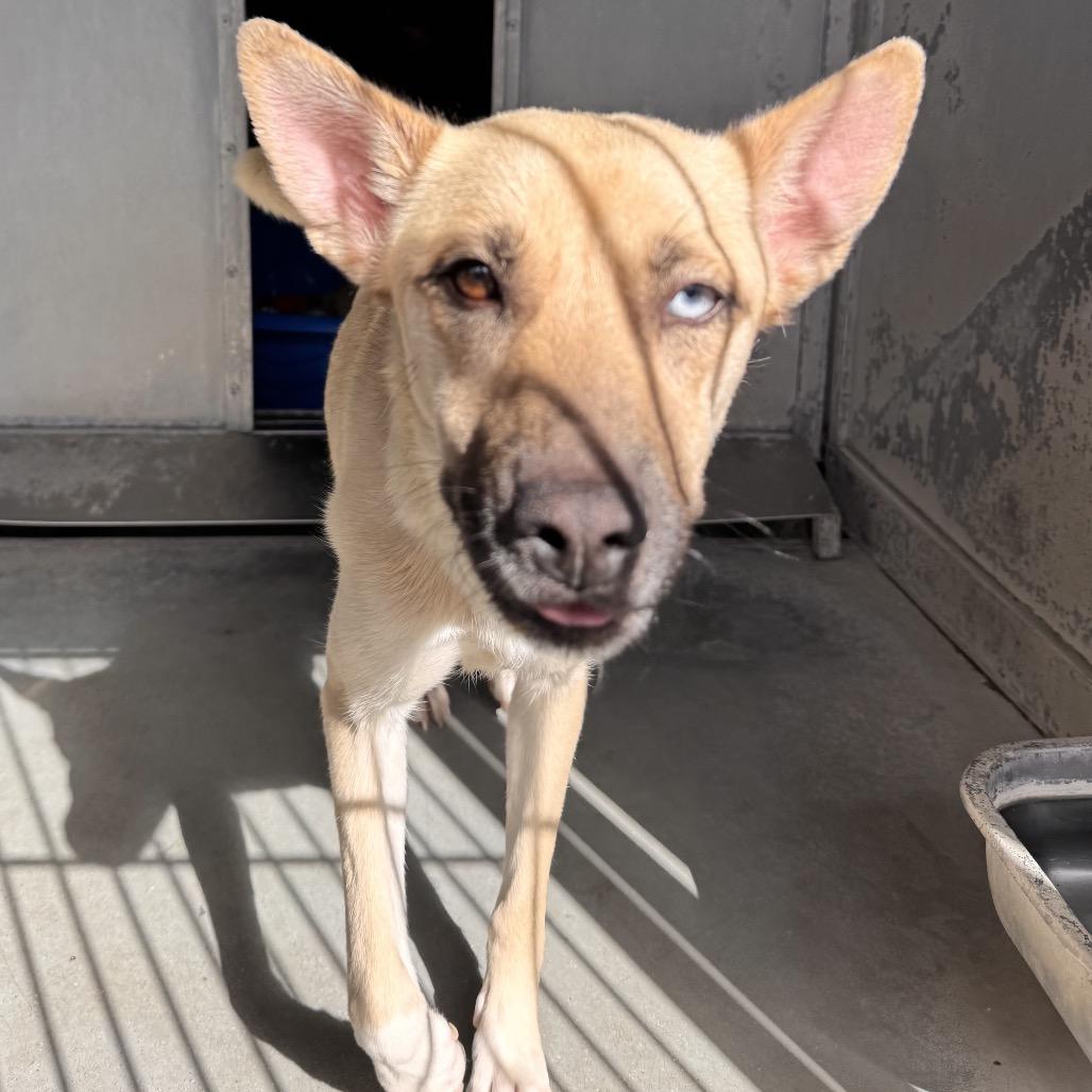 Coral, a Adoptable mixed breed in San Diego, CA image 3/6