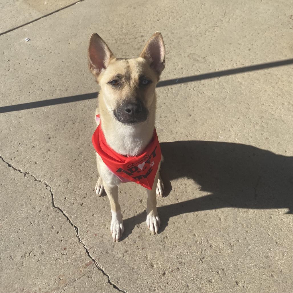 Coral, a Adoptable mixed breed in San Diego, CA image 4/6