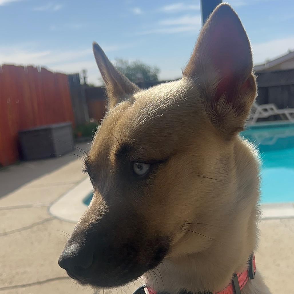 Coral, a Adoptable mixed breed in San Diego, CA image 5/6