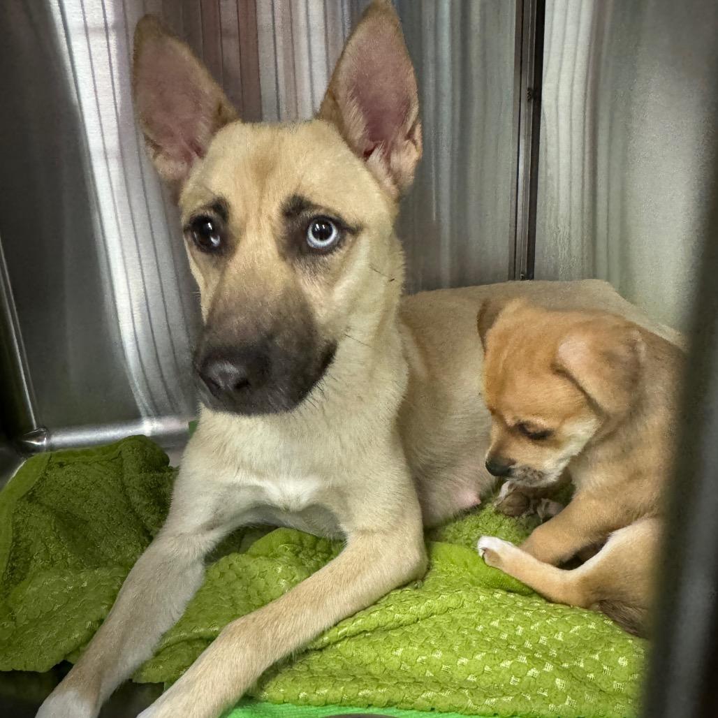 Coral, a Adoptable mixed breed in San Diego, CA image 6/6