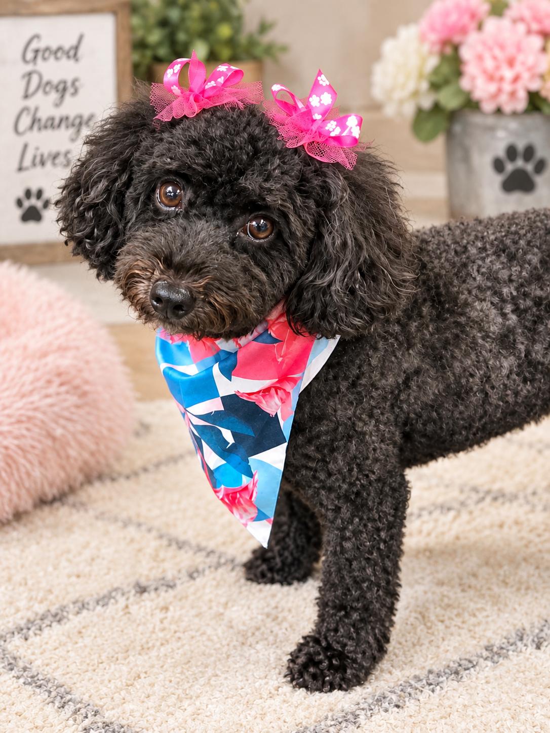 Ember, Adoptable, Young Female Poodle.