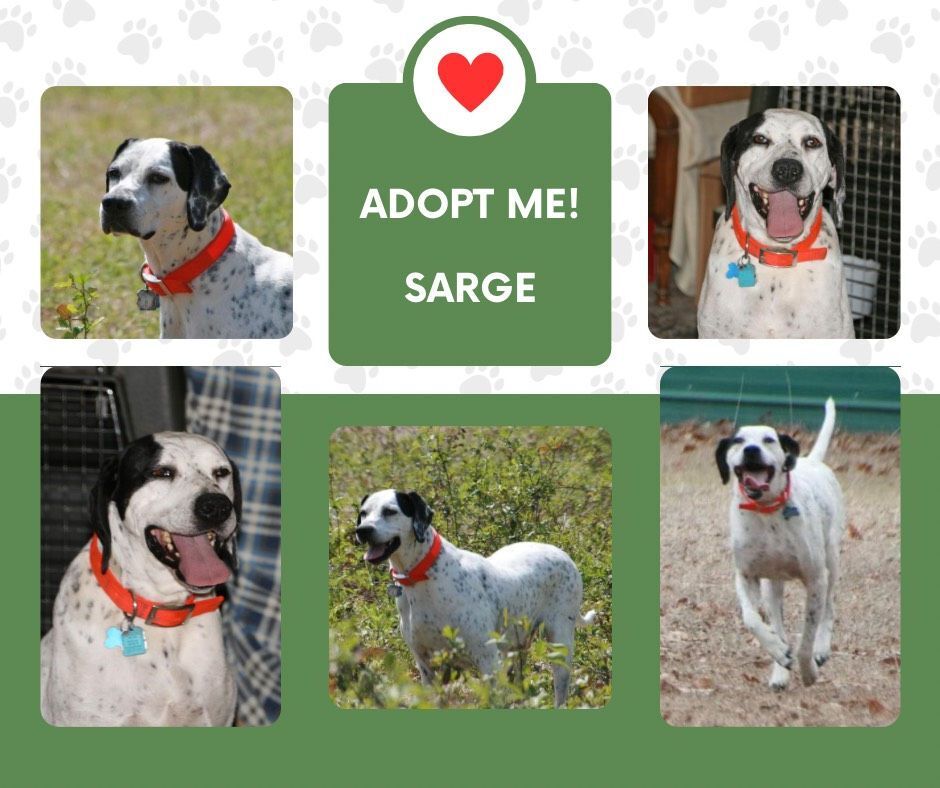 Sarge (FL), a Adoptable English Pointer in Bridgeton, NJ image 1/2
