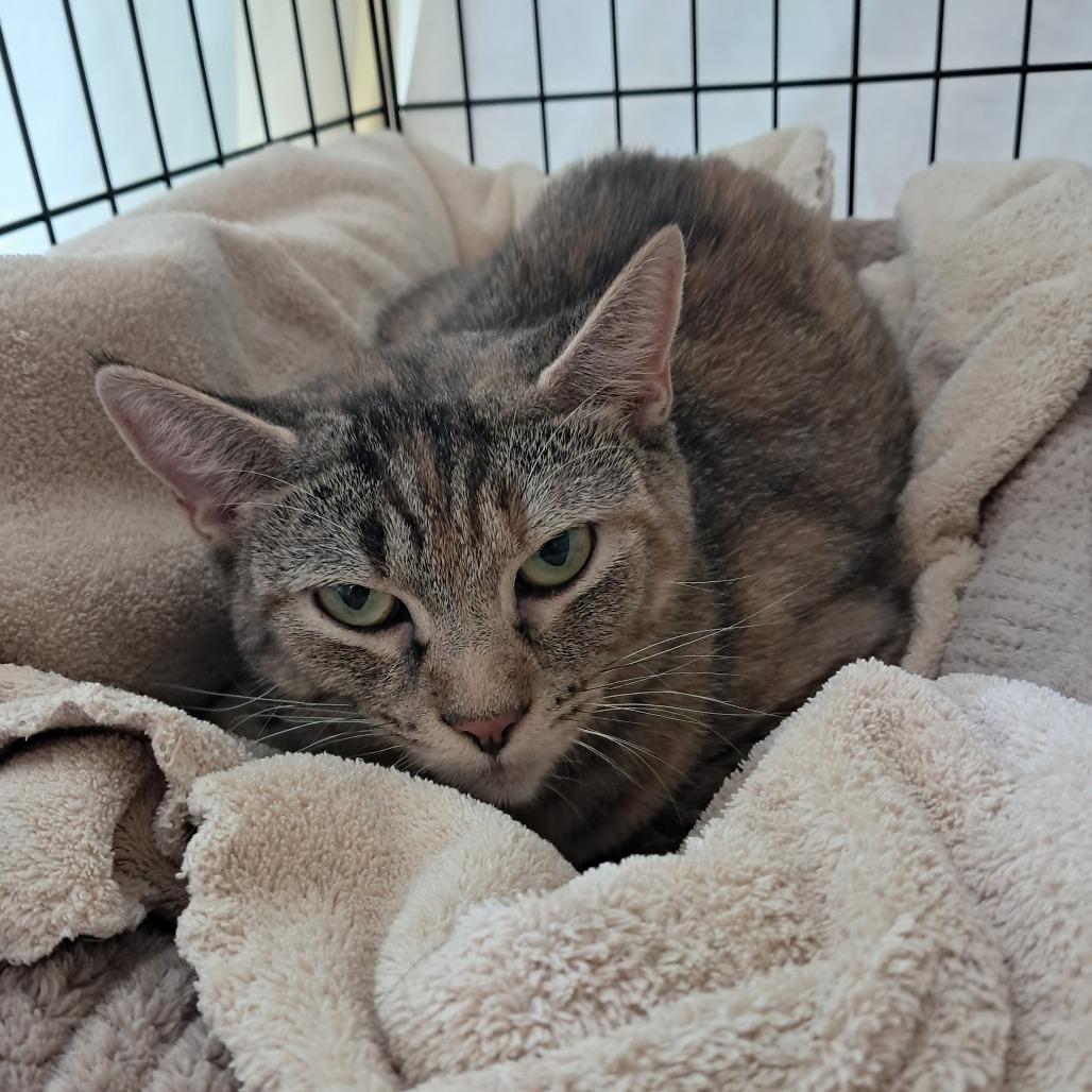 Enlarge Tulip, a Adoptable Domestic Short Hair in Concord, NH image 1/1