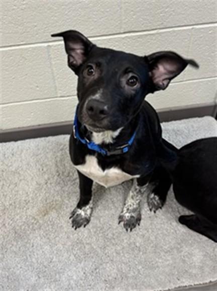 CLAWDEEN, Adoptable, Puppy Female Labrador Retriever & Mixed Breed.