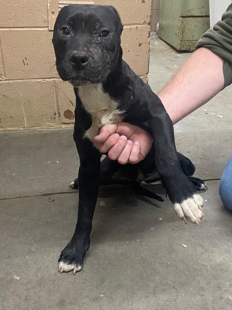 Enlarge Maya, a Adoptable Pit Bull Terrier in Swainsboro, GA image 2/3