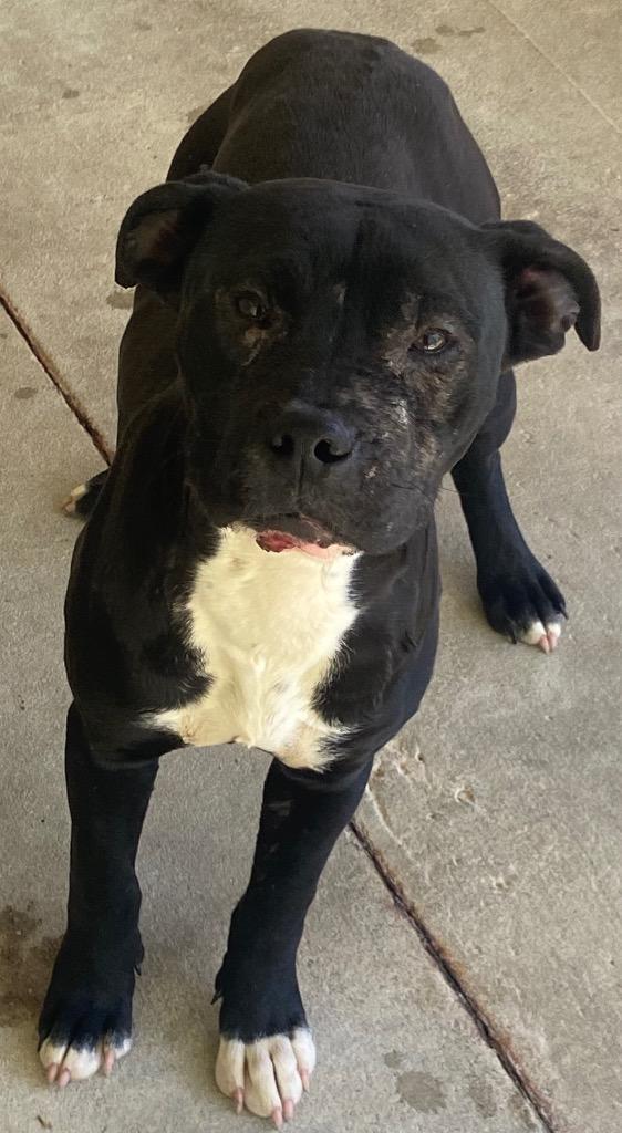 Enlarge Maya, a Adoptable Pit Bull Terrier in Swainsboro, GA image 3/3