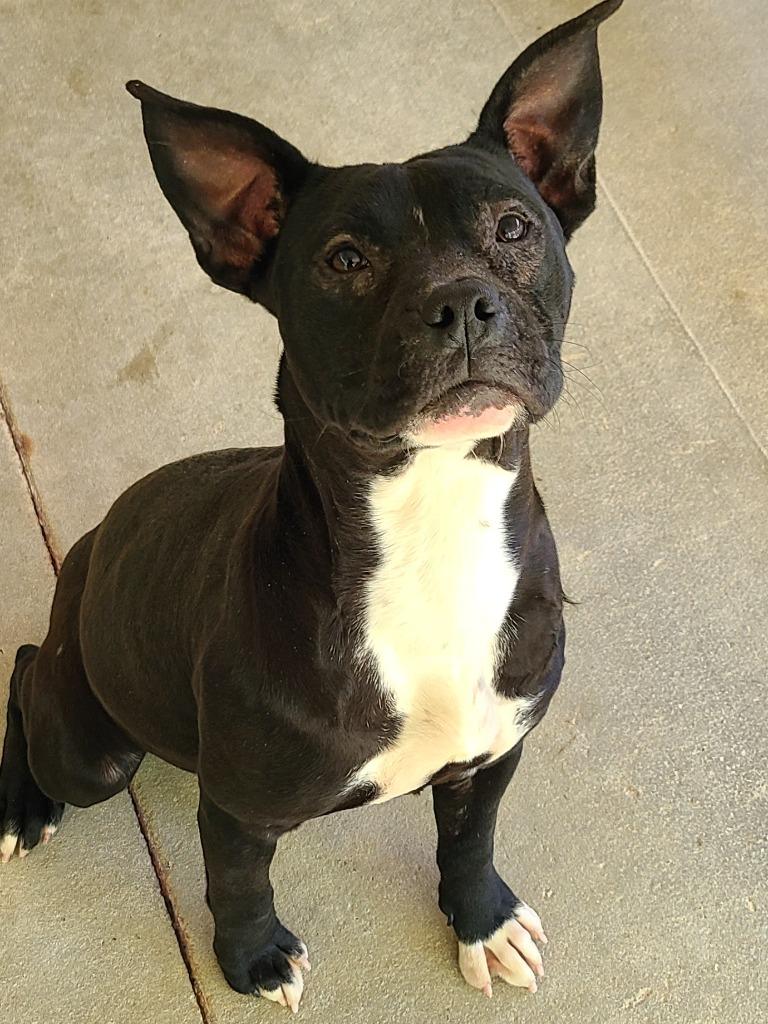 Enlarge Maya, a Adoptable Pit Bull Terrier in Swainsboro, GA image 1/3