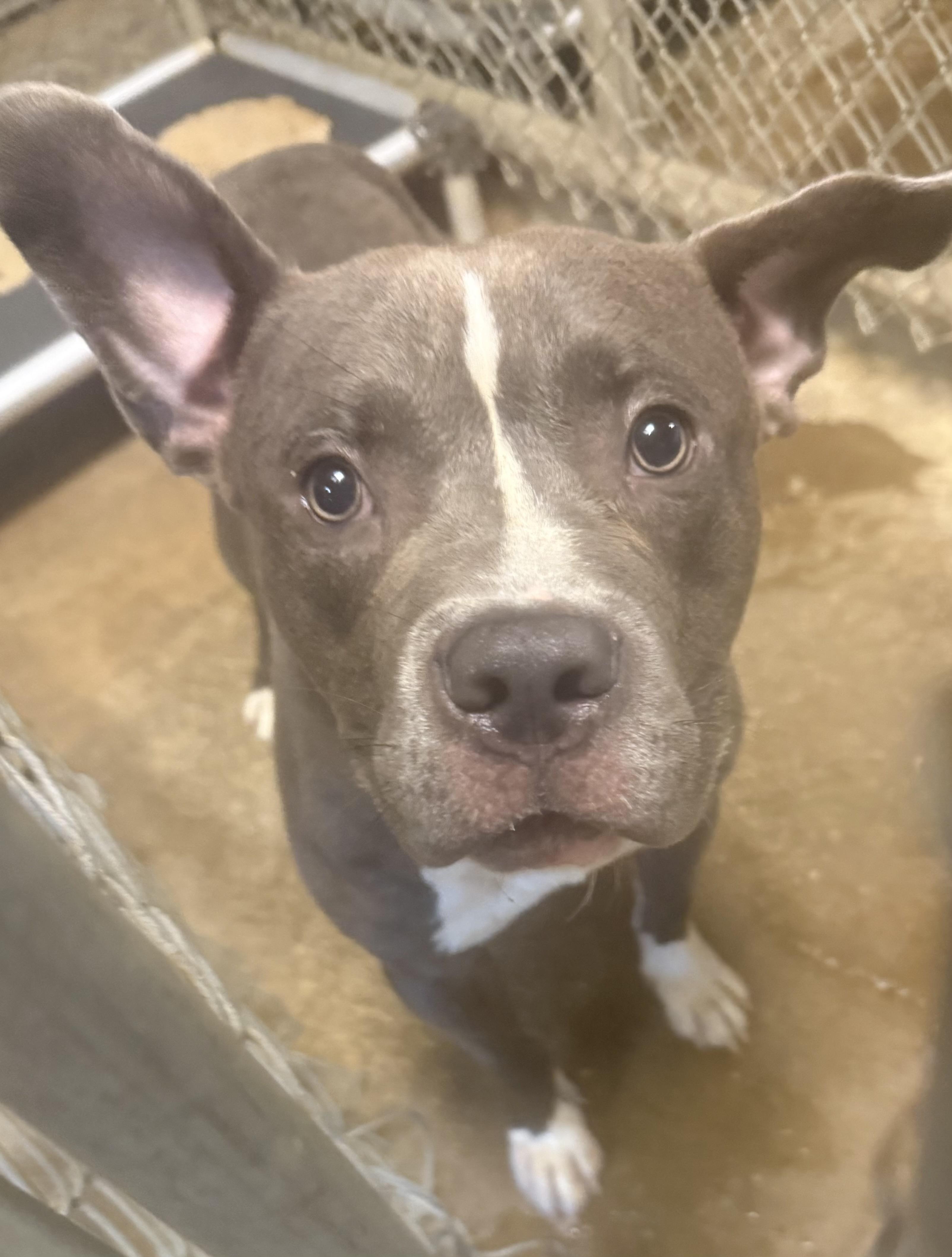 Enlarge Woody AVAILABLE, a ADOPTABLE Pit Bull Terrier in Canton, OH image 5/5