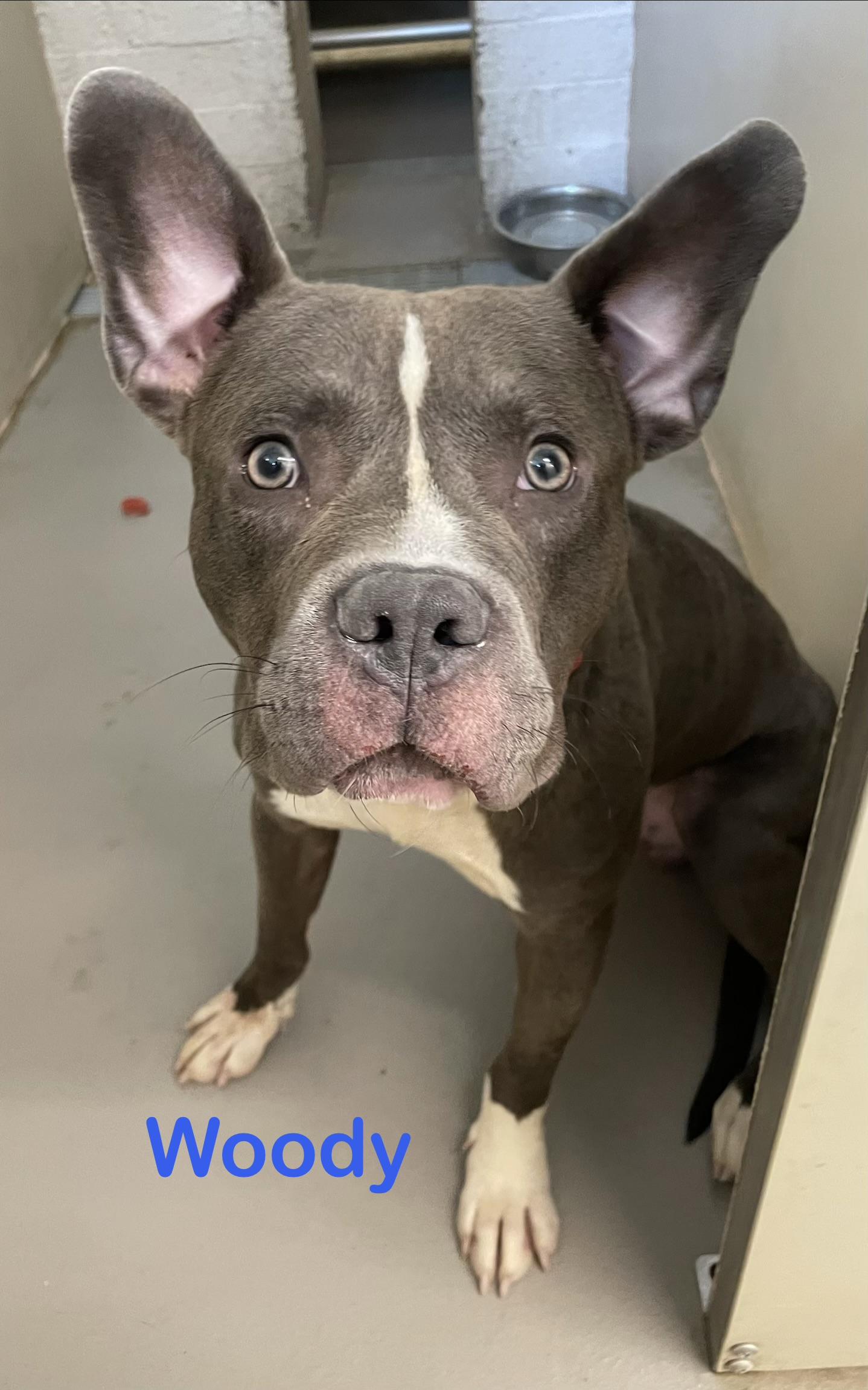 Woody AVAILABLE, ADOPTABLE, Young Male Pit Bull Terrier.