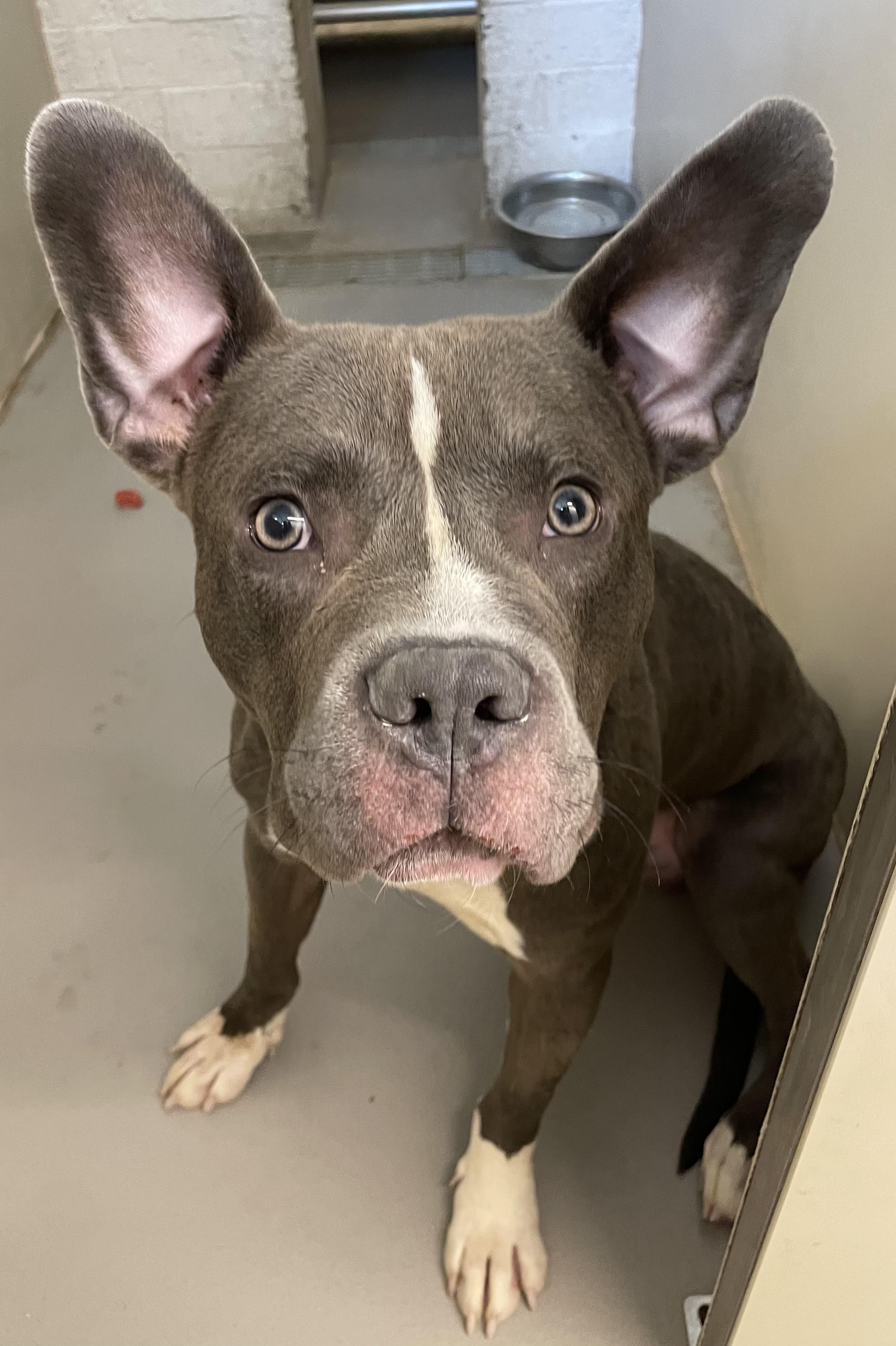 Enlarge Woody AVAILABLE, a ADOPTABLE Pit Bull Terrier in Canton, OH image 3/5