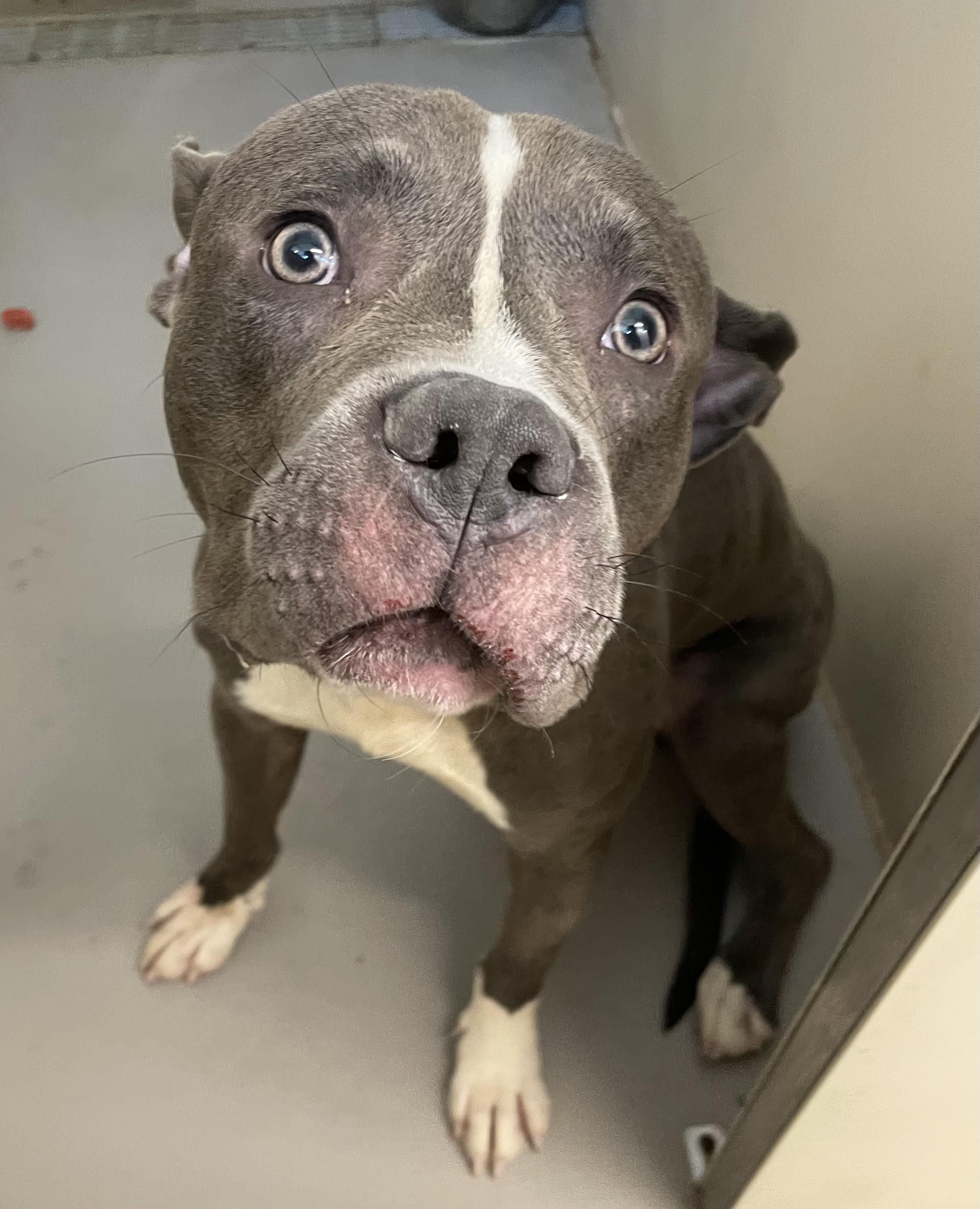Enlarge Woody AVAILABLE, a ADOPTABLE Pit Bull Terrier in Canton, OH image 4/5