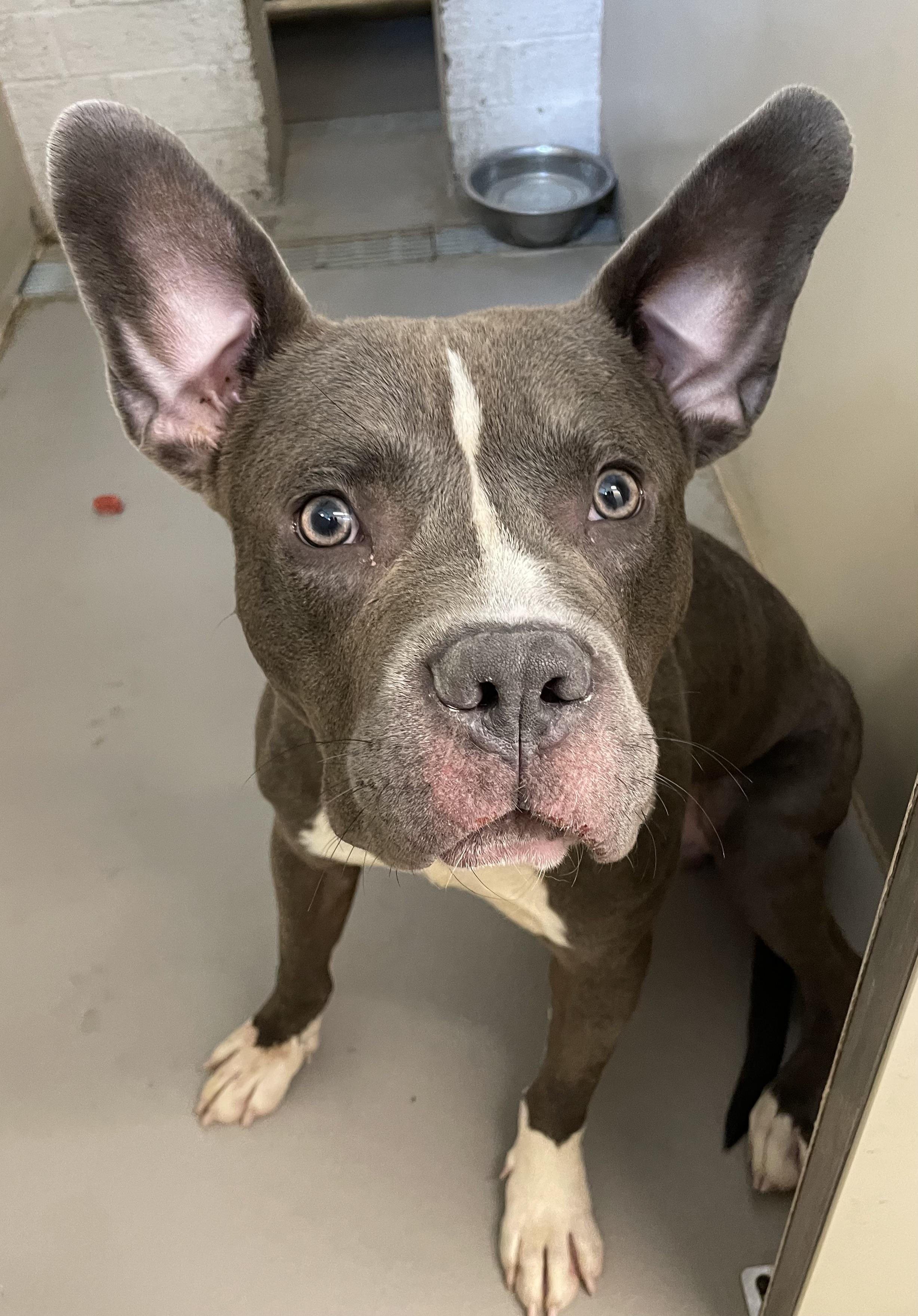 Enlarge Woody AVAILABLE, a ADOPTABLE Pit Bull Terrier in Canton, OH image 2/5