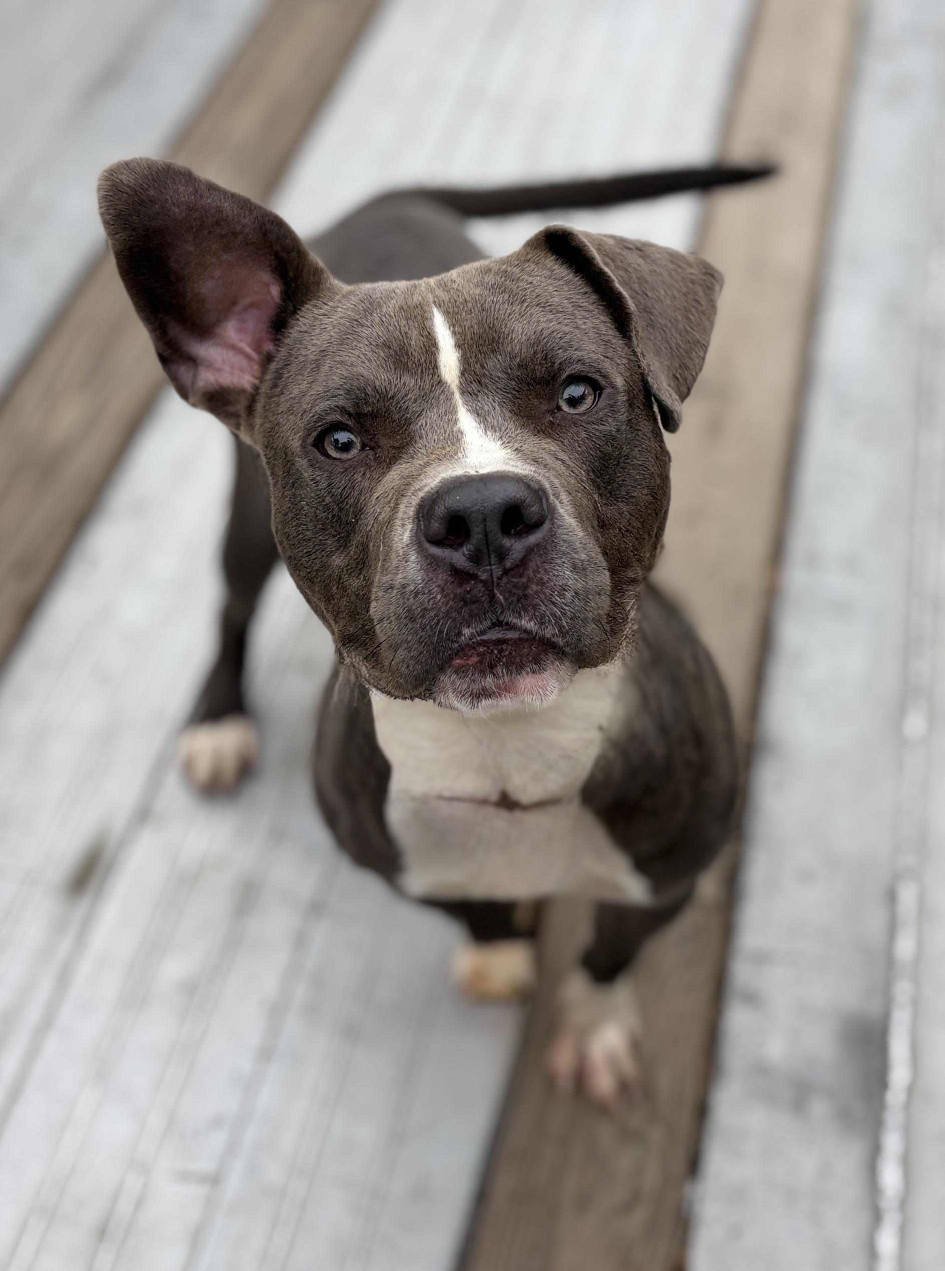Woody AVAILABLE, Adoptable, Young Male Pit Bull Terrier.
