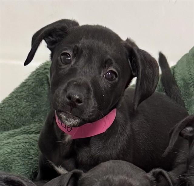 Enlarge ISLA, a Adoptable mixed breed in Colorado Springs, CO image 1/1